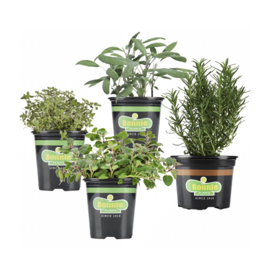 4-pack Bonnie Plants live sage, thyme, oregano and rosemary for $20