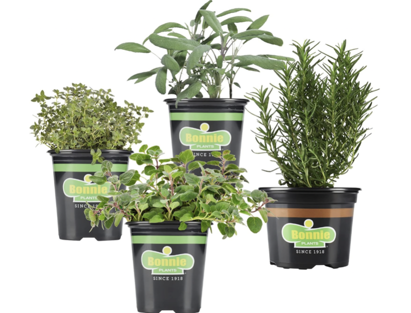 4-pack Bonnie Plants live sage, thyme, oregano and rosemary for $20
