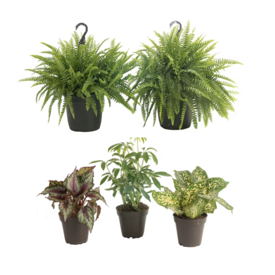 Today only: Take up to 50% off Costa Farms plants