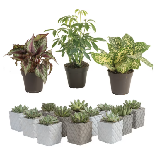 Today only: Take up to 50% off Costa Farms plants