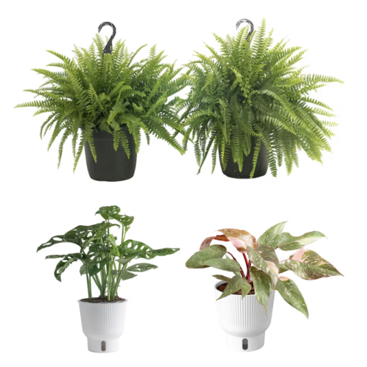 Today only: Take up to 50% off select Costa Farms house plants