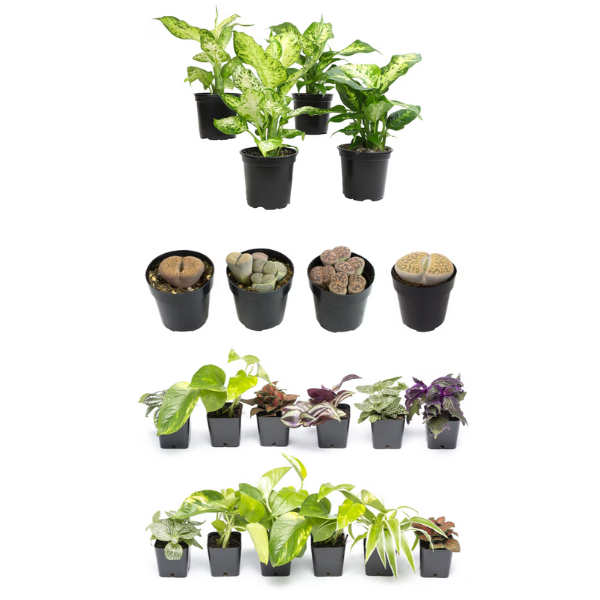 Today only: 20% off select house plants at Lowe’s